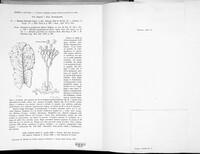 Bremia lactucae image